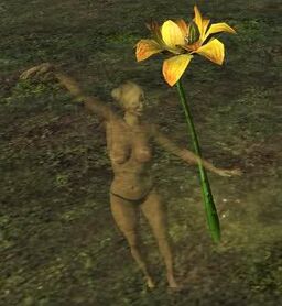 Yellow lotus