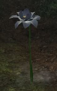 Grey lotus
