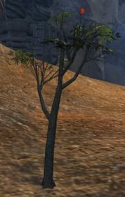 Tree of Death