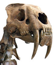 Smilodon