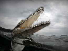 apex water jungle predators