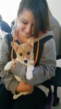 CORGI! YAS!