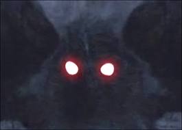 Moth