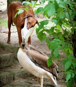 Dog-and-pelican