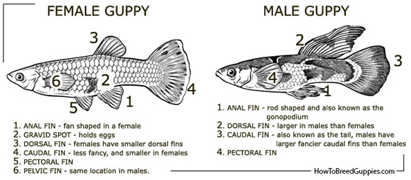 Image - Guppy poecilia reticulata male female anatomy.jpg | Aquatic