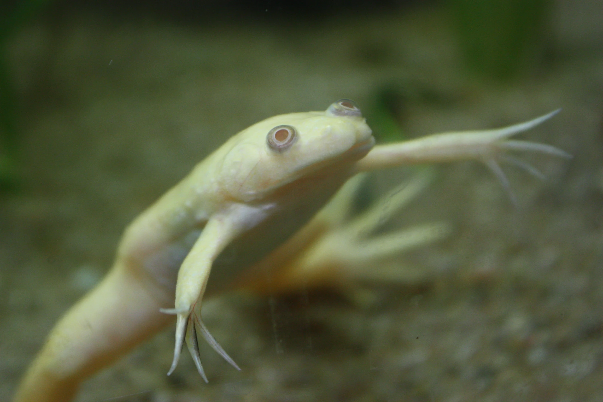 CategoryAnura Aquatic Life Wiki FANDOM powered by Wikia