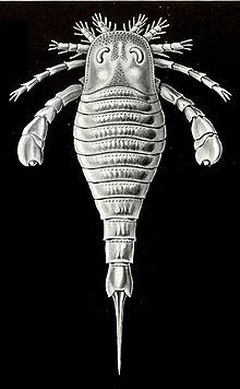 Eurypterus tetragonophthalmus illustration Haeckel 1904