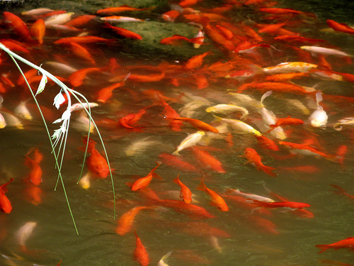 Aquaponics wikipedia