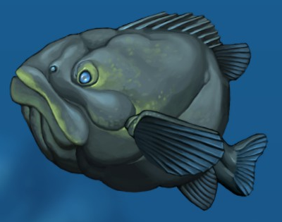 Fish big grouper