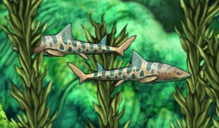 Fish enemy shark leopard