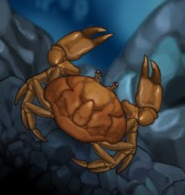 Fish enemy crab brown