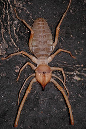 170px-Sunspider