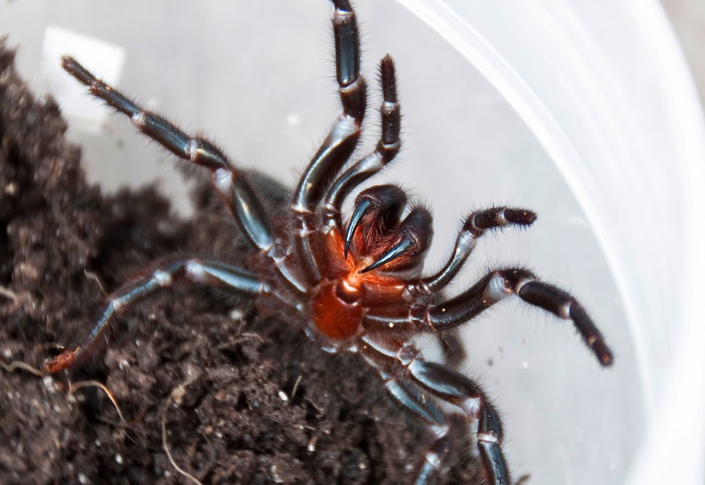 Sydney funnelweb spider (Atrax robustus) Arachnipedia Wiki FANDOM