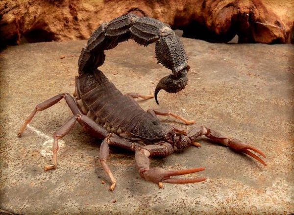 Southern African Spitting Scorpion (Parabuthus transvaalicus