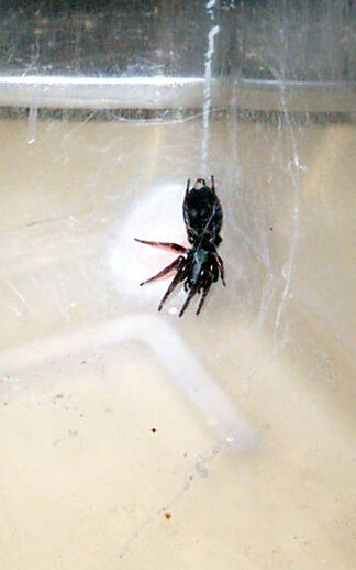 375px-White Tailed Spider with Egg Sack
