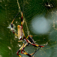 Golden Silk Orb Weaver Nephila Arachnipedia Wiki Fandom
