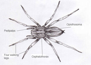 Spider1a