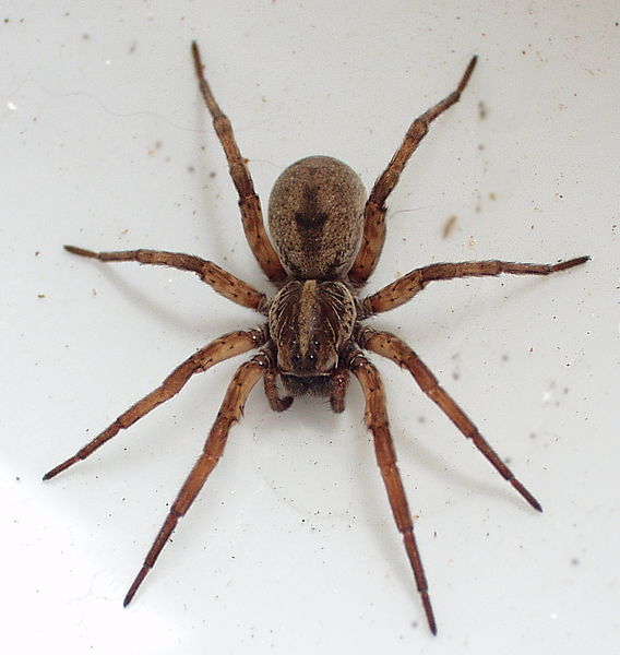 wolf spider images