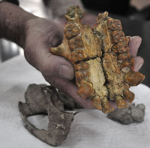 File:Ugandapithecus.jpg