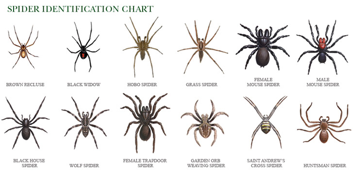 Image - Types-of-spiders-2.jpg | Arcus Wiki | FANDOM ...