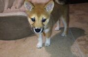 Fawkes