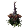 Plant Species X