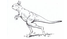 Janis-kangaroo-Sthenurines