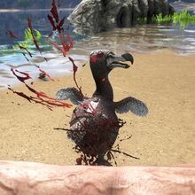 Dodo Ark Survival Evolved Wiki Fandom
