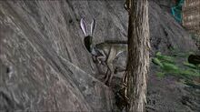 Bunny oviraptor