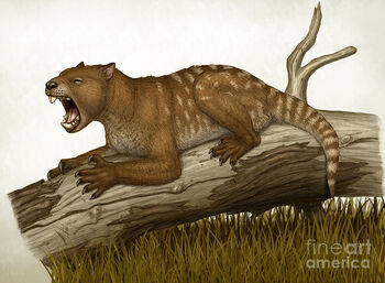 thylacoleo marsupial carnifex evolved cenozoica megafauna triceratops cartoni tendenza animati beuteltier heraldo lived beuteltiere lioness australiana passado spitze roamed kangaroos