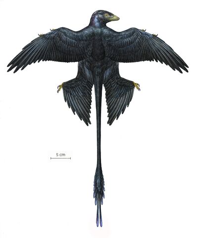 File:Microraptor.jpg