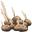 Savoroot Seed
