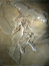 800px-Archaeopteryx lithographica (Berlin specimen)