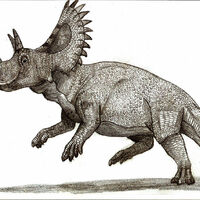 Ceratops | ARK: Survival Evolved Wiki | Fandom