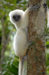 Propithecus candidus