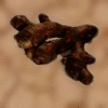 Olganwurz