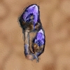 Tolwarknospe