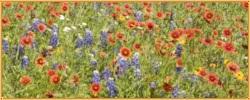 Blumenwiese