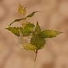Yantiskraut