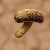 Soragepilz