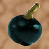 Mondfrucht