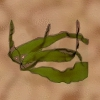 Seetang