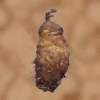 Kuragknolle
