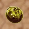 Goldbeere