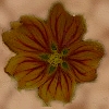 Getrocknete Kurelblüte