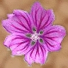 Kurelblüte