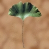 Tairanblatt