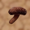 Getrockneter Soragepilz