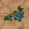 Takabeere