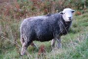 Herdwick sheep